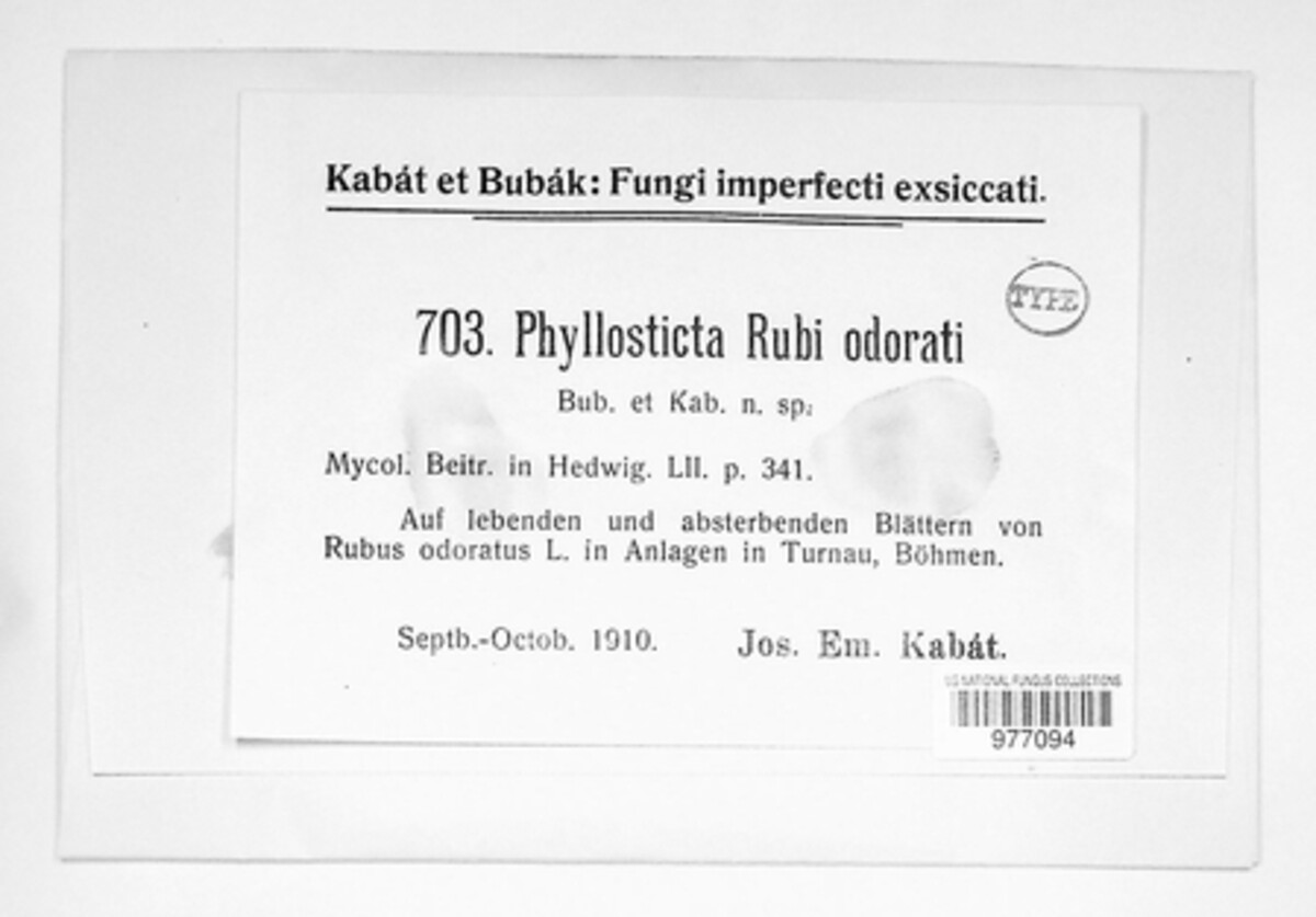 Phyllosticta rubi-odorati image